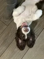 Charlie Brown, a male English Springer Spaniel for sale in Sandstone, MN – Photo 2 of 10