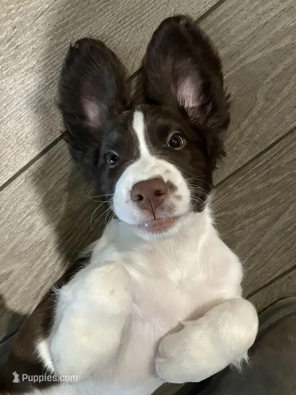 Charlie Brown – English Springer Spaniel puppy for sale in Sandstone, MN