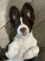 Charlie Brown, a male English Springer Spaniel for sale in Sandstone, MN – Photo 1 of 10