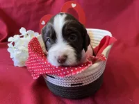 Charlie Brown, a male English Springer Spaniel for sale in Sandstone, MN – Photo 2 of 5