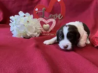 Charlie Brown, a male English Springer Spaniel for sale in Sandstone, MN – Photo 3 of 5