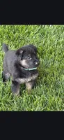 German Shepherd puppy male, a male German Shepherd Dog for sale in Baltimore, MD – 1 of 5