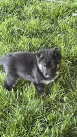 German Shepherd puppy male, a male German Shepherd Dog for sale in Baltimore, MD – 3 of 5