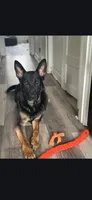 German Shepherd puppy male, a male German Shepherd Dog for sale in Baltimore, MD – 2 of 5