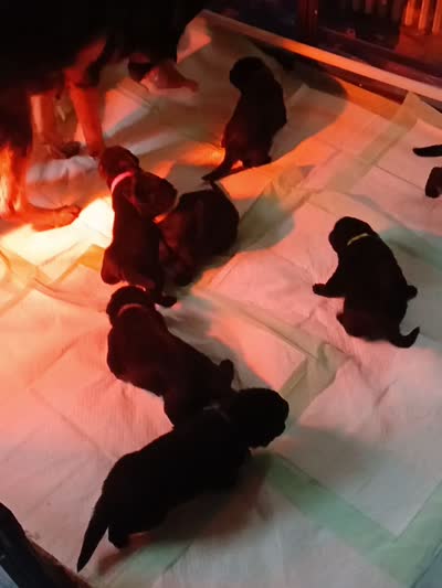 German Shepherd puppy male, a male German Shepherd Dog for sale in Baltimore, MD – 5 of 5
