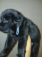 German Shepherd puppy male, a male German Shepherd Dog for sale in Baltimore, MD – 4 of 5