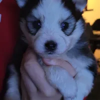Buttercup, a male Pomsky for sale in Stamford, CT – 7 of 10