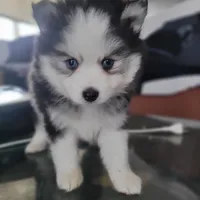 Buttercup, a male Pomsky for sale in Stamford, CT – 1 of 10