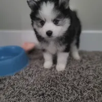 Buttercup, a male Pomsky for sale in Stamford, CT – 6 of 10