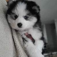 Buttercup, a male Pomsky for sale in Stamford, CT – 8 of 10