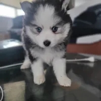 Buttercup, a male Pomsky for sale in Stamford, CT – 5 of 10