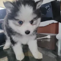 Buttercup, a male Pomsky for sale in Stamford, CT – 3 of 10
