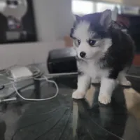 Buttercup, a male Pomsky for sale in Stamford, CT – 9 of 10