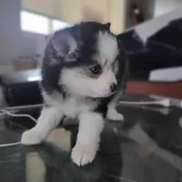 Buttercup, a male Pomsky for sale in Stamford, CT – 4 of 10