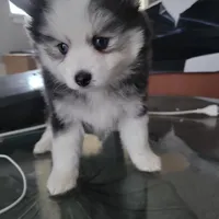 Buttercup, a male Pomsky for sale in Stamford, CT – 2 of 10
