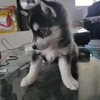 Liberace, a male Pomsky for sale in Stamford, CT – 4 of 9