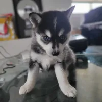 Liberace, a male Pomsky for sale in Stamford, CT – 5 of 9