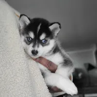 Liberace, a male Pomsky for sale in Stamford, CT – 7 of 9