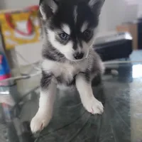 Liberace, a male Pomsky for sale in Stamford, CT – 3 of 9