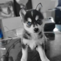 Liberace, a male Pomsky for sale in Stamford, CT – 2 of 9