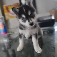 Liberace, a male Pomsky for sale in Stamford, CT – 1 of 9