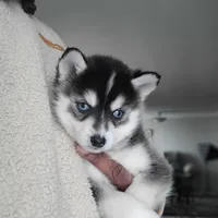Liberace, a male Pomsky for sale in Stamford, CT – 8 of 9