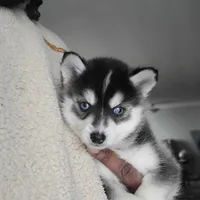 Liberace, a male Pomsky for sale in Stamford, CT – 9 of 9