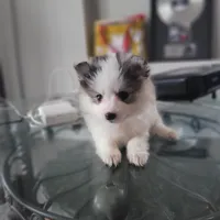 Mochi, a female Pomsky for sale in Stamford, CT – 6 of 9
