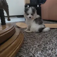 Mochi, a female Pomsky for sale in Stamford, CT – 2 of 9