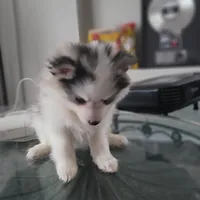 Mochi, a female Pomsky for sale in Stamford, CT – 8 of 9