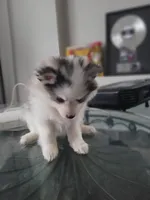 processed/dd43c957-471b-42c2-8a63-6e25aa444316/listing/f6003507-a1f7-44a2-95b9-22e2bc26f6e0/619ac2e0-2f4b-43fa-a577-d278ccb34bb0