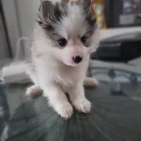 Mochi, a female Pomsky for sale in Stamford, CT – 4 of 9