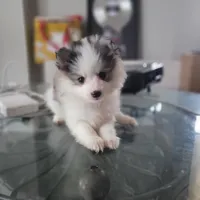 Mochi, a female Pomsky for sale in Stamford, CT – 1 of 9