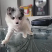 Mochi, a female Pomsky for sale in Stamford, CT – 9 of 9