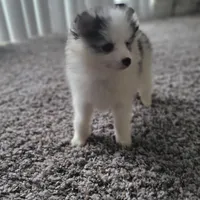 Mochi, a female Pomsky for sale in Stamford, CT – 7 of 9