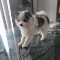 Mochi, a female Pomsky for sale in Stamford, CT – 3 of 9