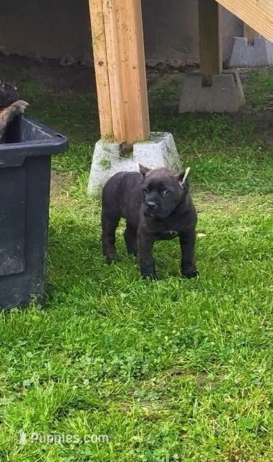 Penny – Cane Corso puppy for sale in Talbotton, GA