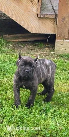 Dime – Cane Corso puppy for sale in Talbotton, GA