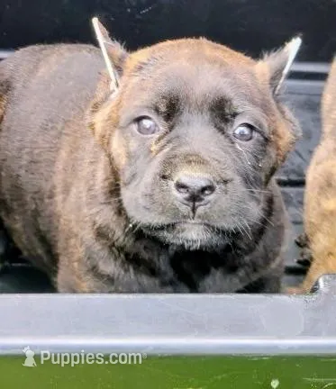 Red – Cane Corso puppy for sale in Talbotton, GA