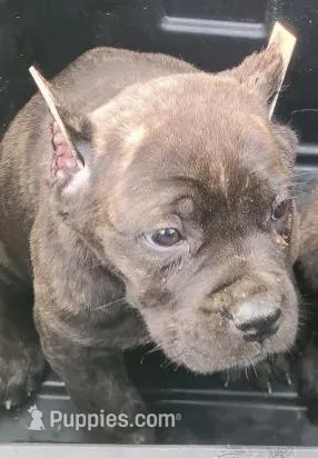 Boy – Cane Corso puppy for sale in Talbotton, GA