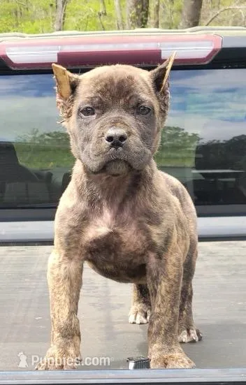 Bullet – Cane Corso puppy for sale in Talbotton, GA