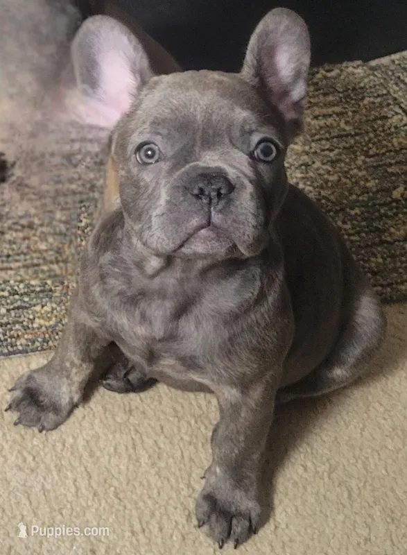 Faith Miller – French Bulldog puppy for sale in Stafford, VA