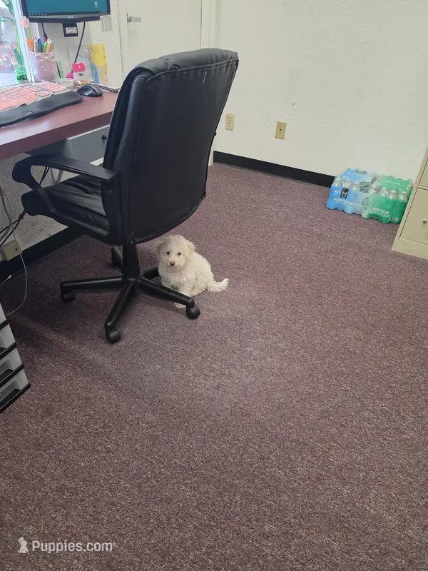 Toby – Poodle - Toy  puppy for sale in Rialto, CA