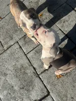 Khloe , a female American Pit Bull Terrier for sale in Fort Lauderdale, FL – 6 of 10