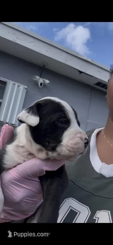 Milo  – American Pit Bull Terrier puppy for sale in Fort Lauderdale, FL