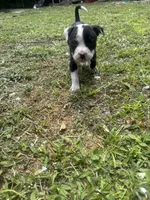 Milo , a male American Pit Bull Terrier for sale in Fort Lauderdale, FL – Photo 4 of 4