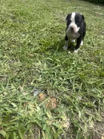 Milo , a male American Pit Bull Terrier for sale in Fort Lauderdale, FL – Photo 2 of 4