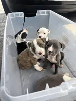 Milo , a male American Pit Bull Terrier for sale in Fort Lauderdale, FL – Photo 3 of 4