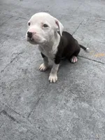 Koda , a male American Pit Bull Terrier for sale in Fort Lauderdale, FL – Photo 2 of 4