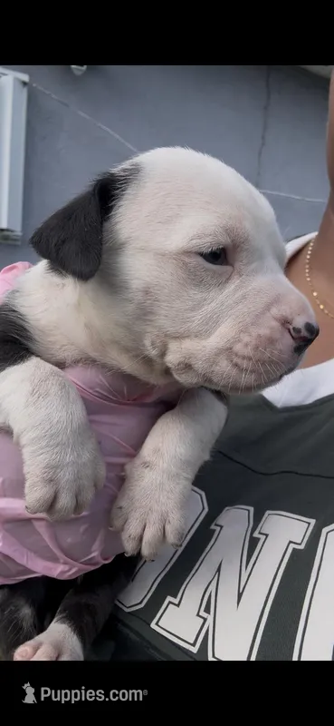 Koda  – American Pit Bull Terrier puppy for sale in Fort Lauderdale, FL